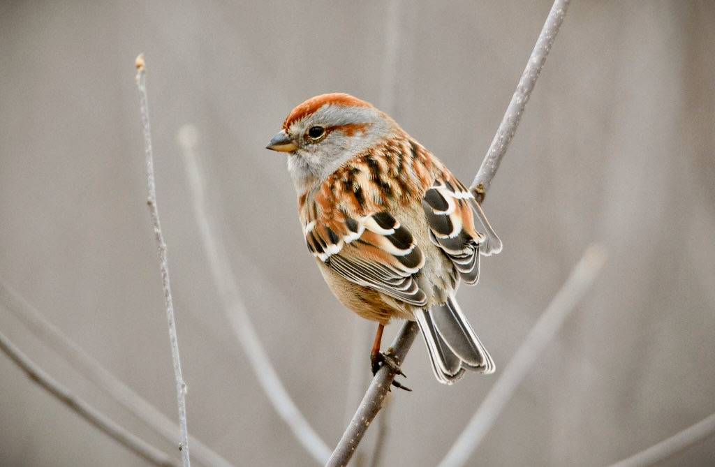 American Tree Sparrow by TheGreenHeron is licensed under CC BY-NC 2.0